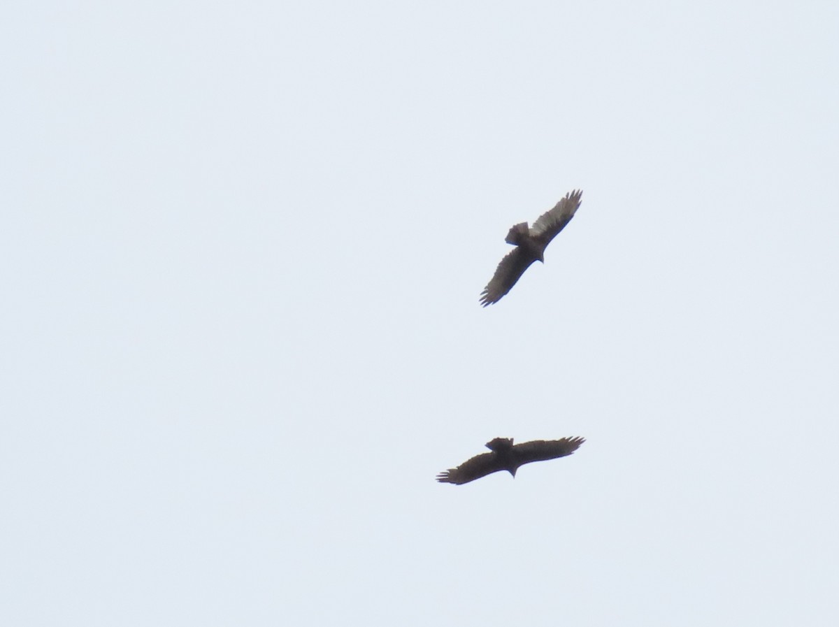 Turkey Vulture - ML488603731