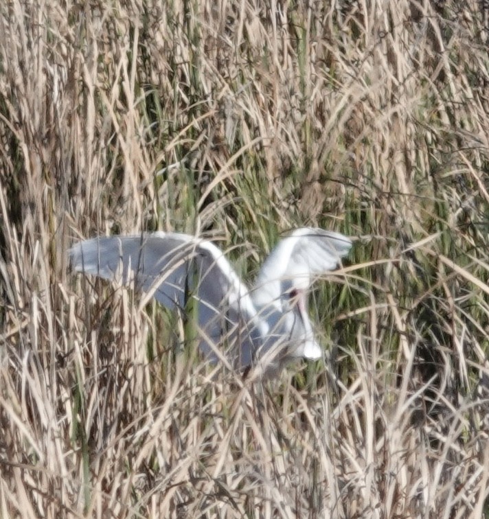 African Spoonbill - ML488604131