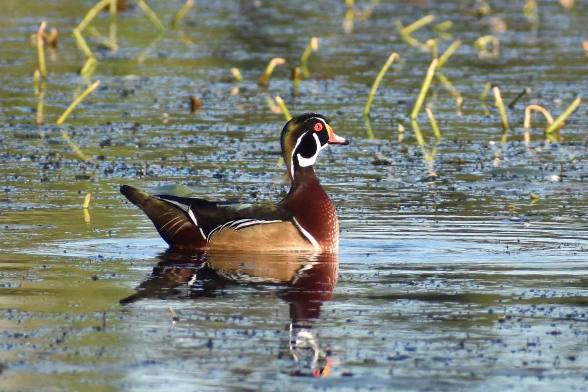 Wood Duck - ML488604161