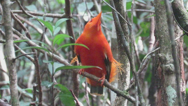 Guianan Cock-of-the-rock - ML488604241