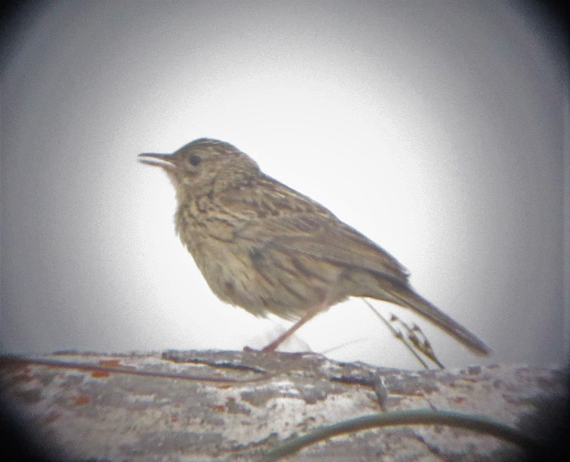 Hellmayr's Pipit - Morten Winther Dahl