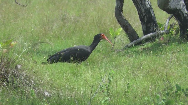 Sharp-tailed Ibis - ML488605871