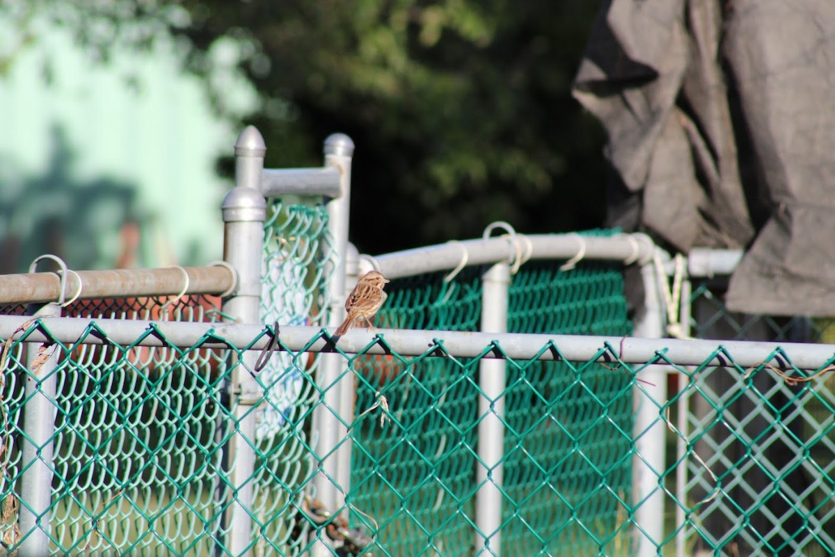 Song Sparrow - ML488606351