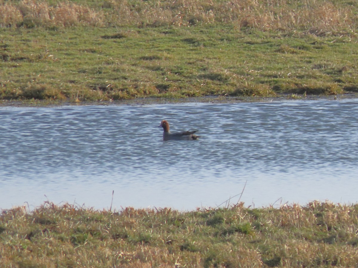 Eurasian Wigeon - ML488609041