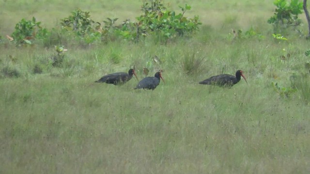 Sharp-tailed Ibis - ML488609531