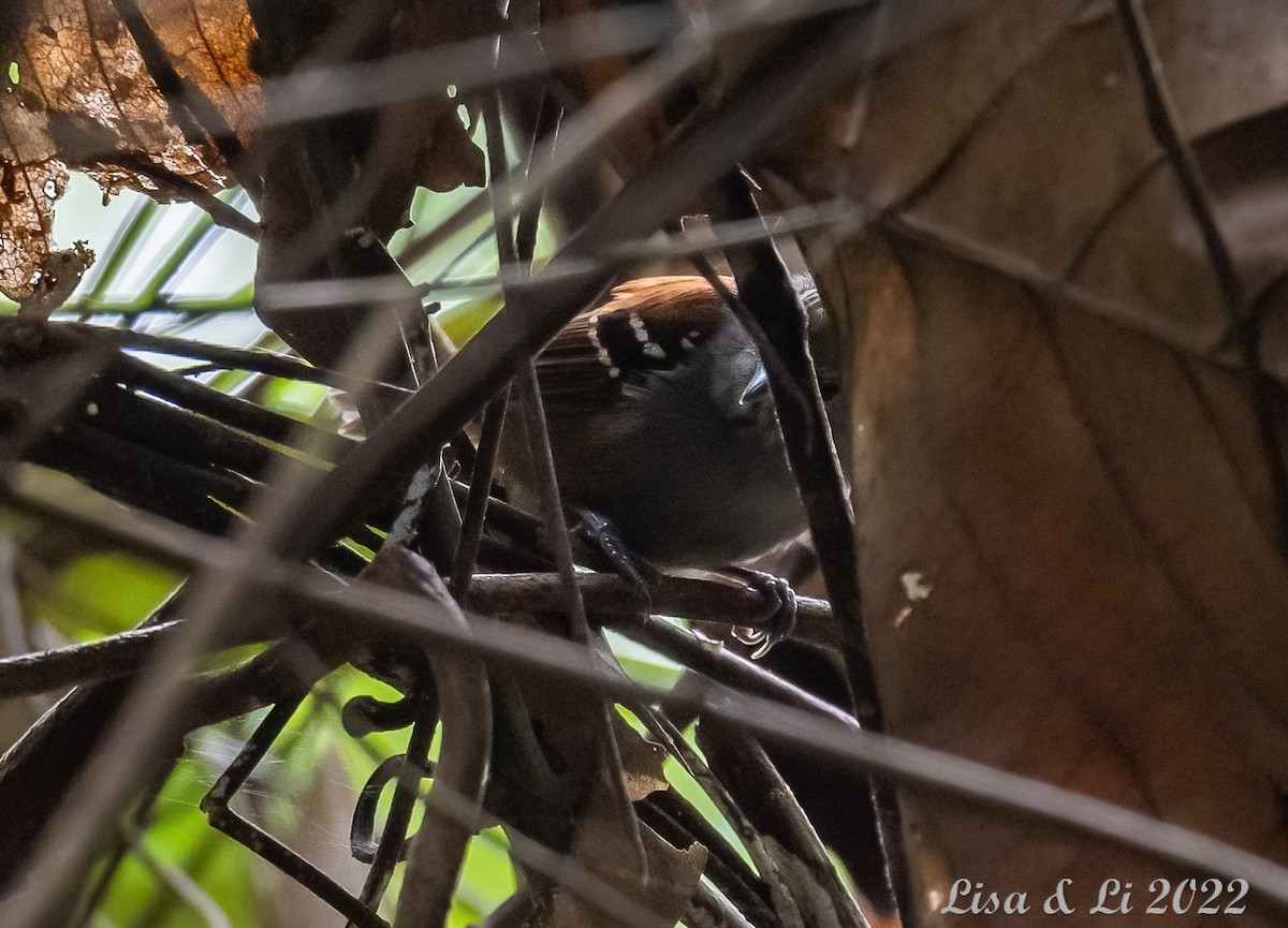 Rufous-backed Stipplethroat (Rio Negro) - ML488609941