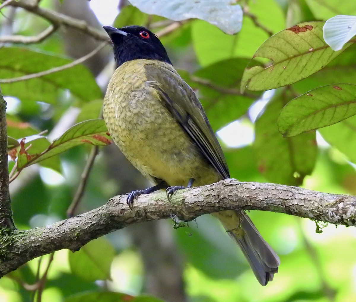 Black-headed Berryeater - João Menezes