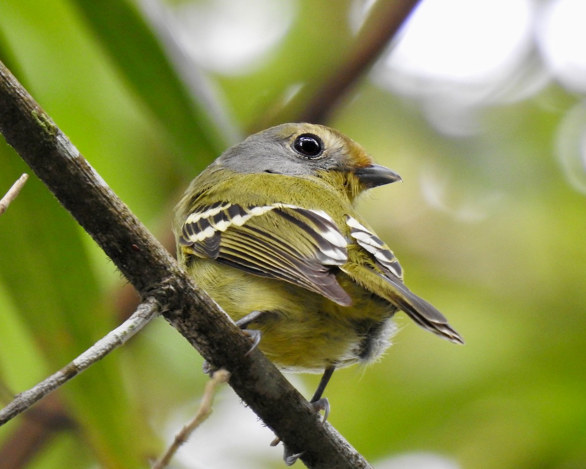 Wing-barred Piprites - João Menezes