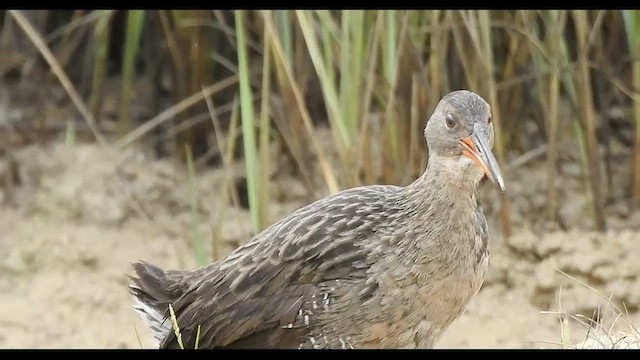 Mangrove Rail - ML488611401