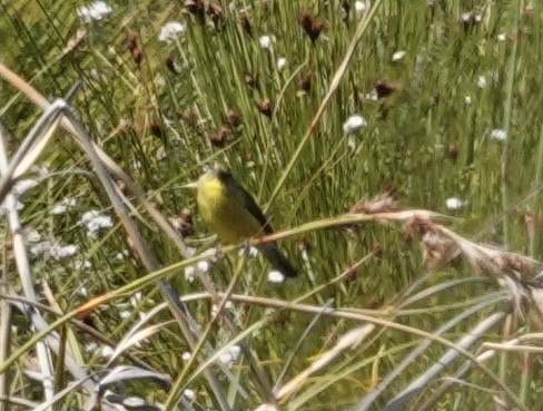 Cape Siskin - ML488611531