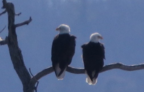 Bald Eagle - ML48861161