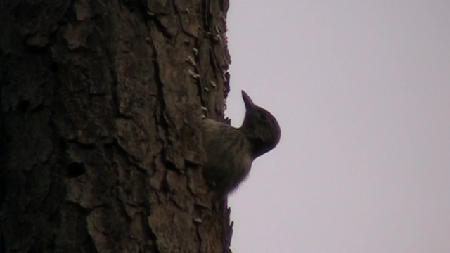 Red-headed Woodpecker - ML488612