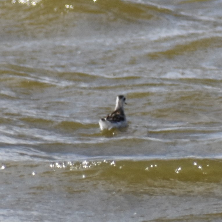 Red-necked Phalarope - Team Sidhu-White