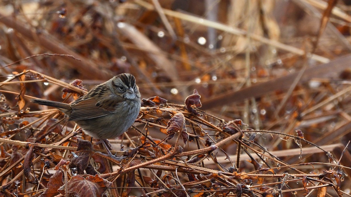 Swamp Sparrow - ML488614561
