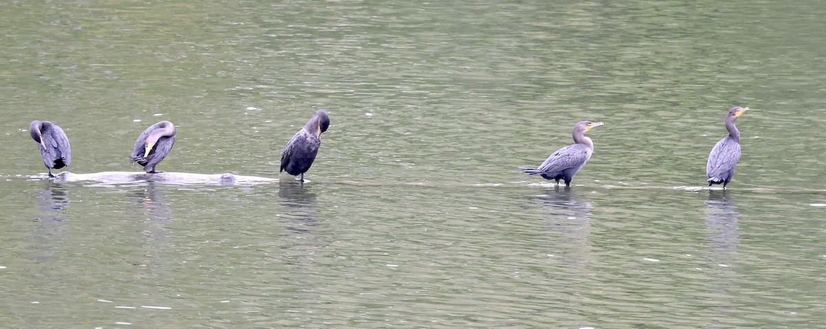 Cormoran à aigrettes - ML488614741