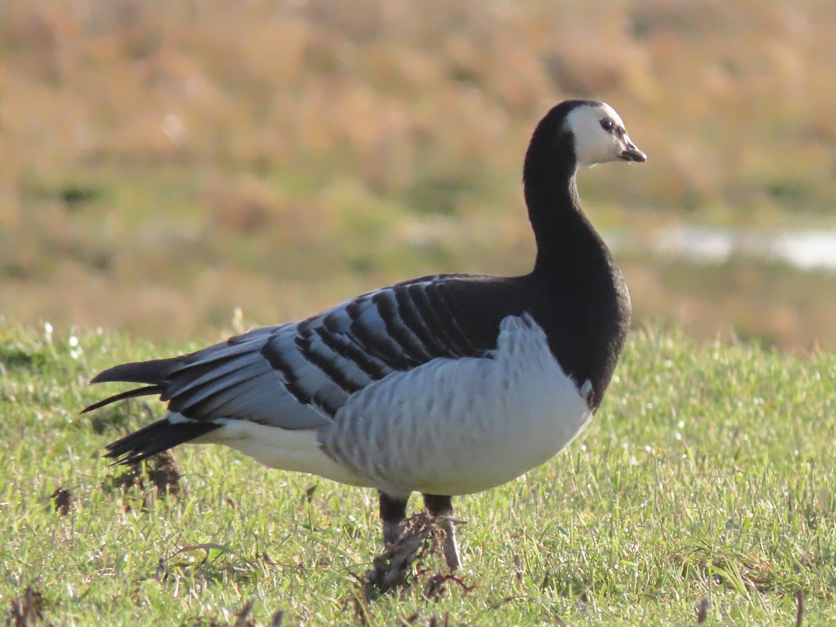 Barnacle Goose - ML488614791