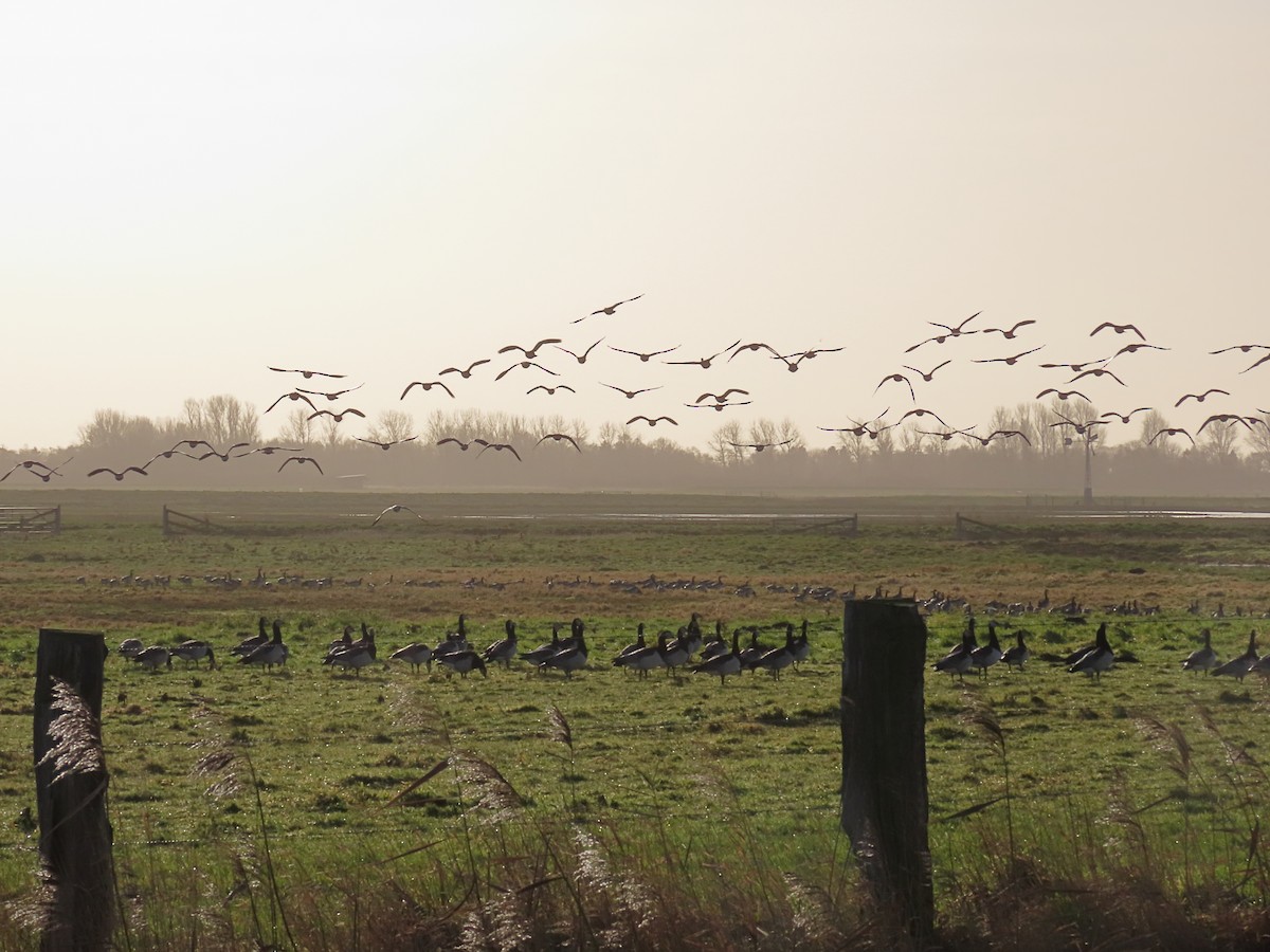 Barnacle Goose - ML488614831