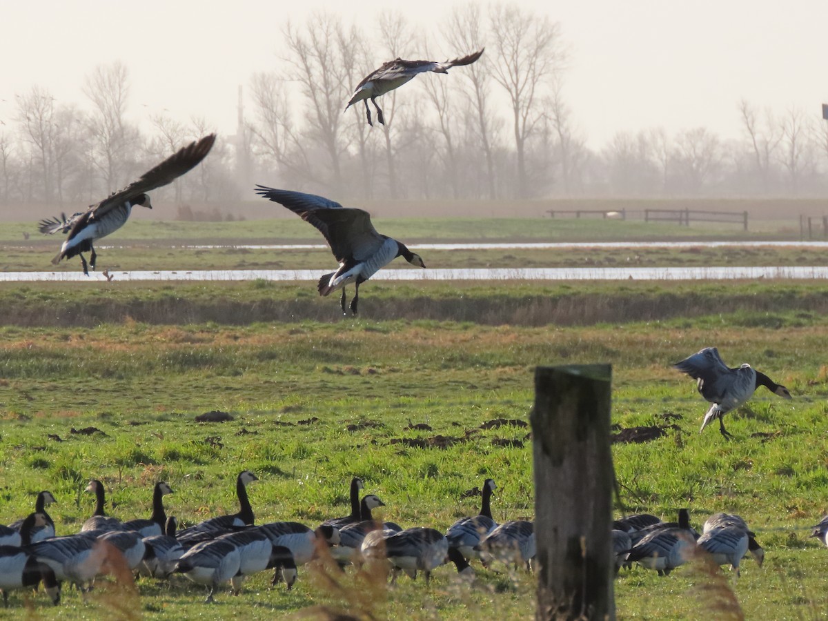 Barnacle Goose - Hugo Schlenker