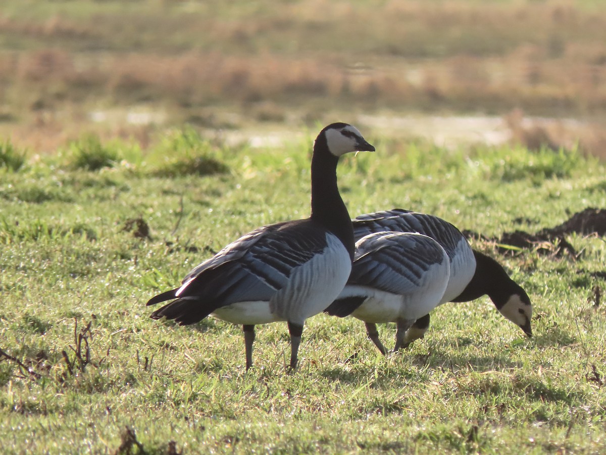 Barnacle Goose - ML488614861