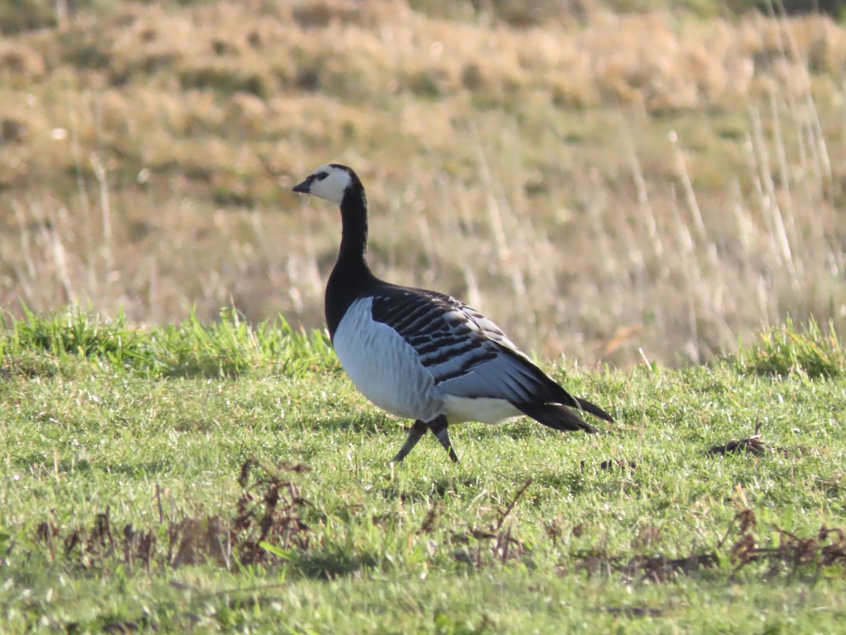 Barnacle Goose - ML488614871