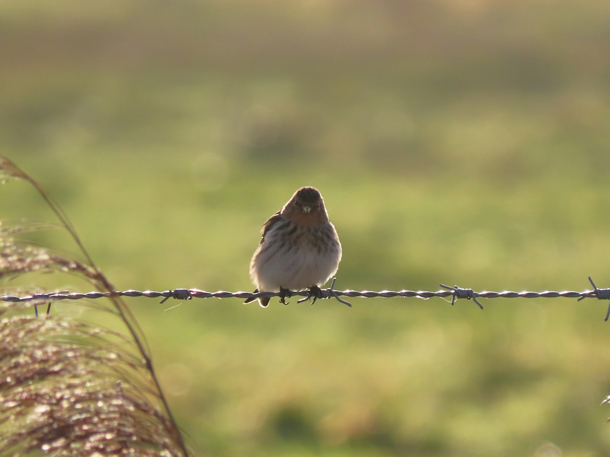 Twite - ML488615101