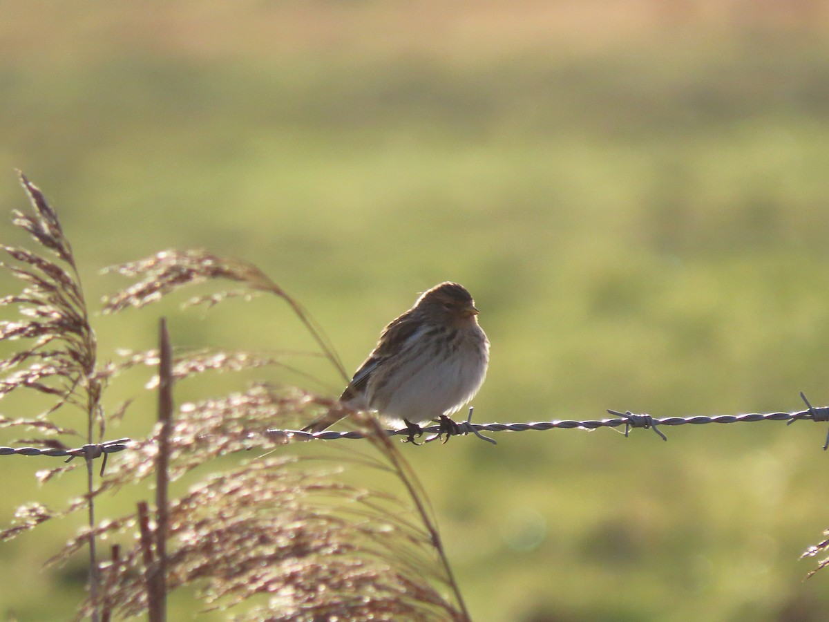 Twite - ML488615111