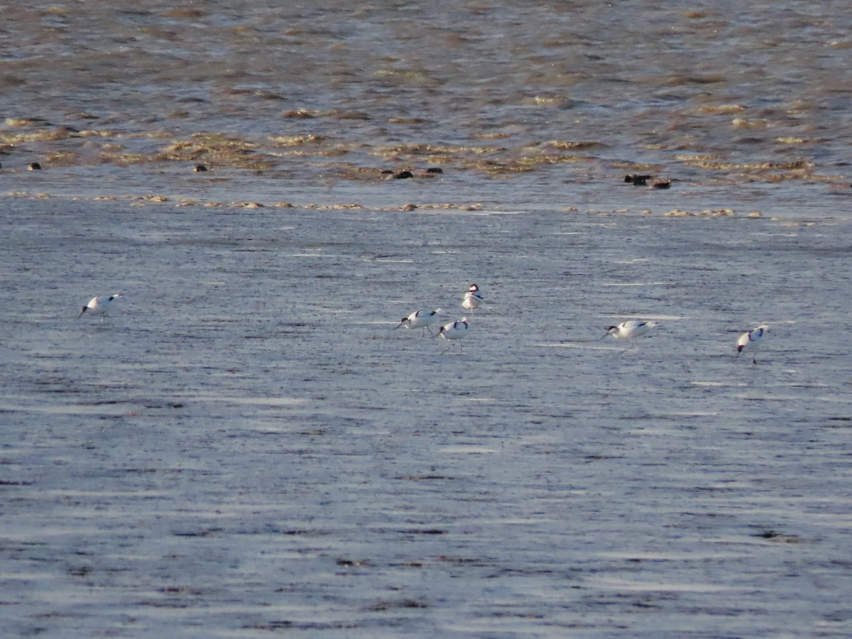 Pied Avocet - ML488615261