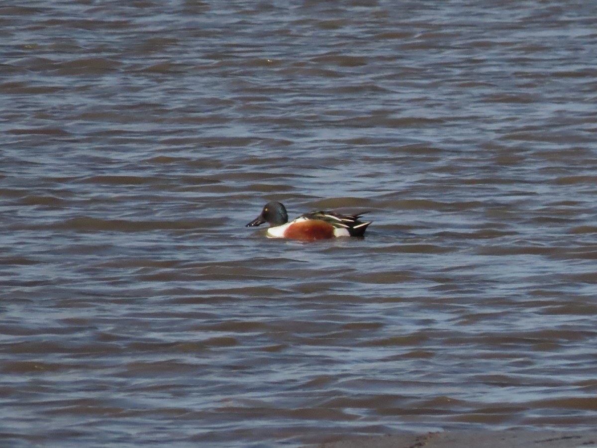 Northern Shoveler - ML488615311