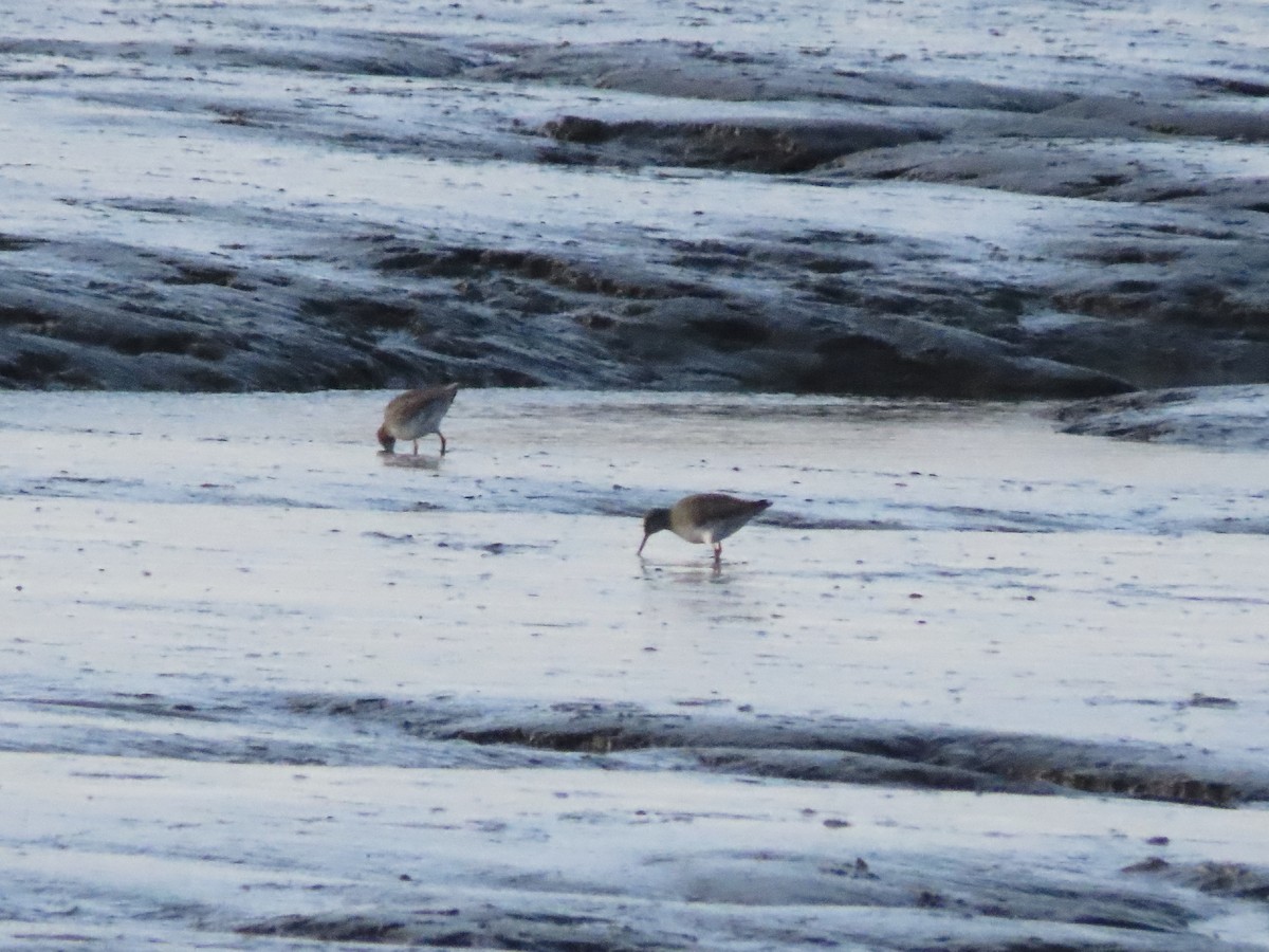 Common Redshank - ML488615471