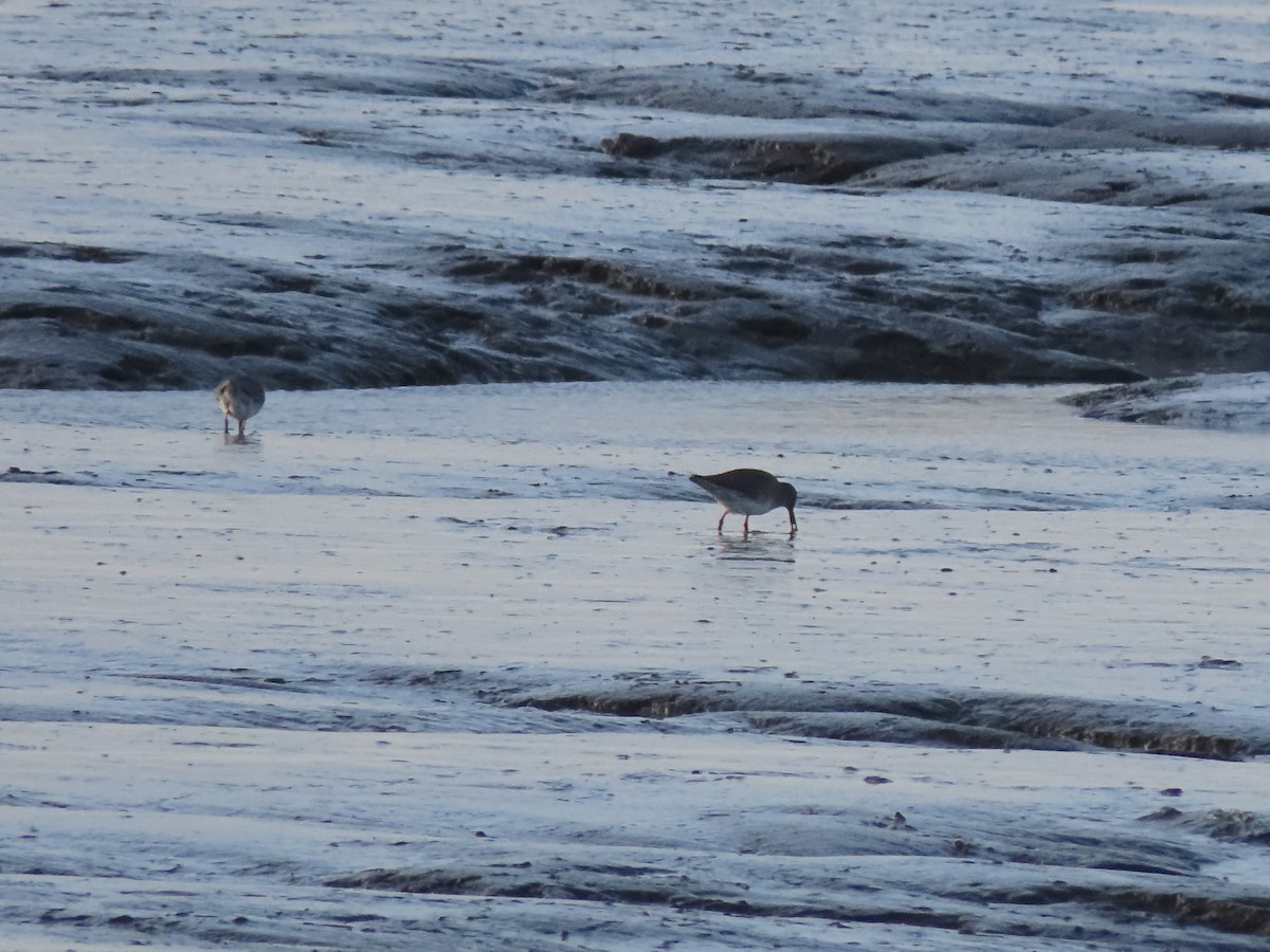 Common Redshank - ML488615481