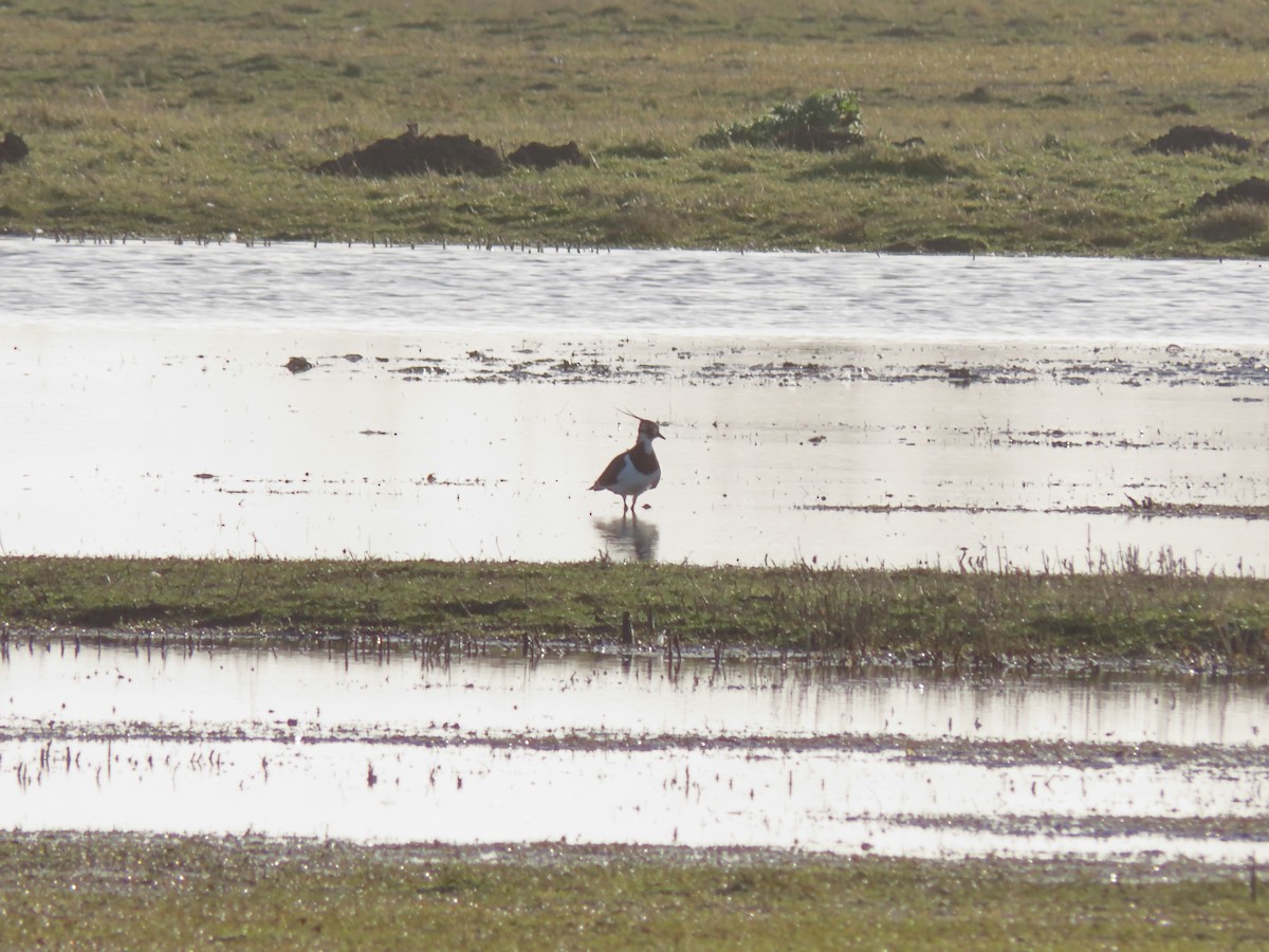 Northern Lapwing - Hugo Schlenker