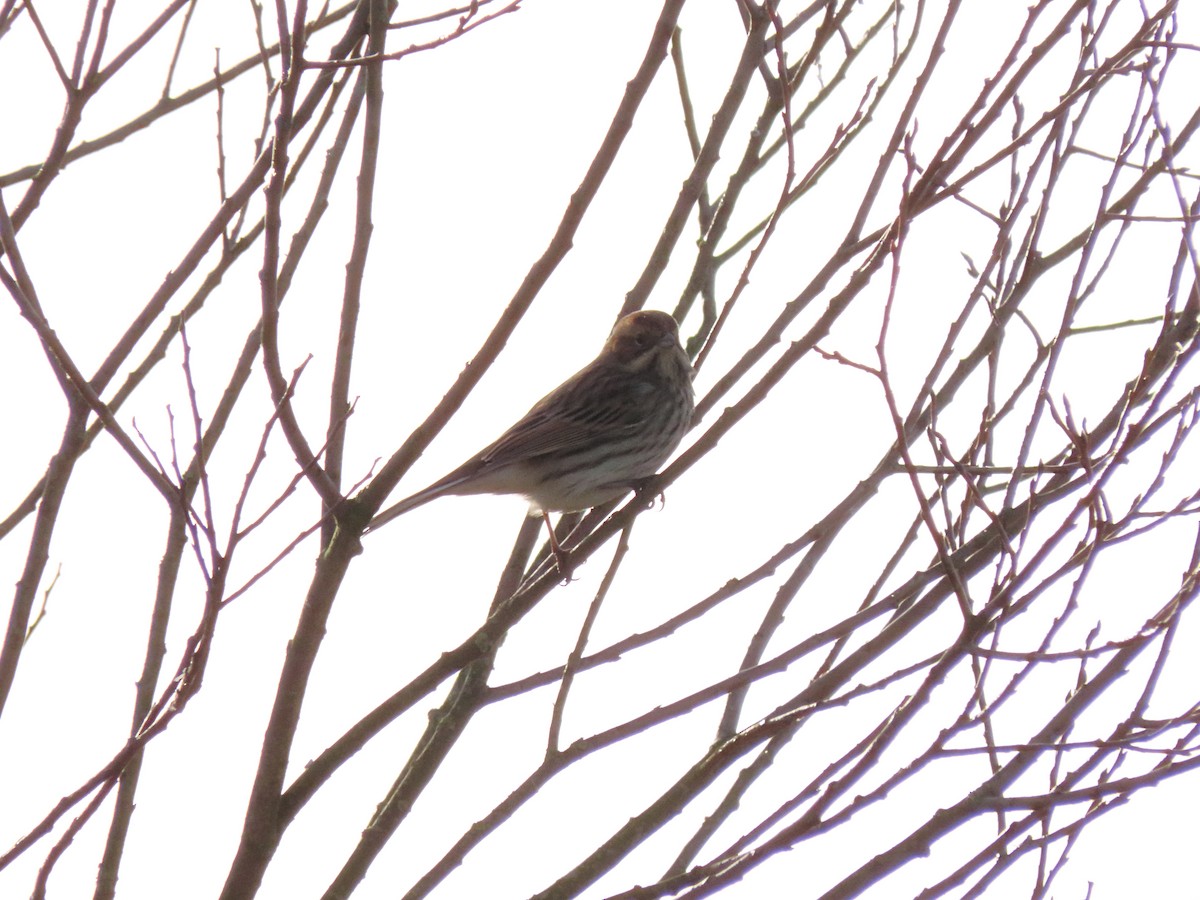 Reed Bunting - ML488616001