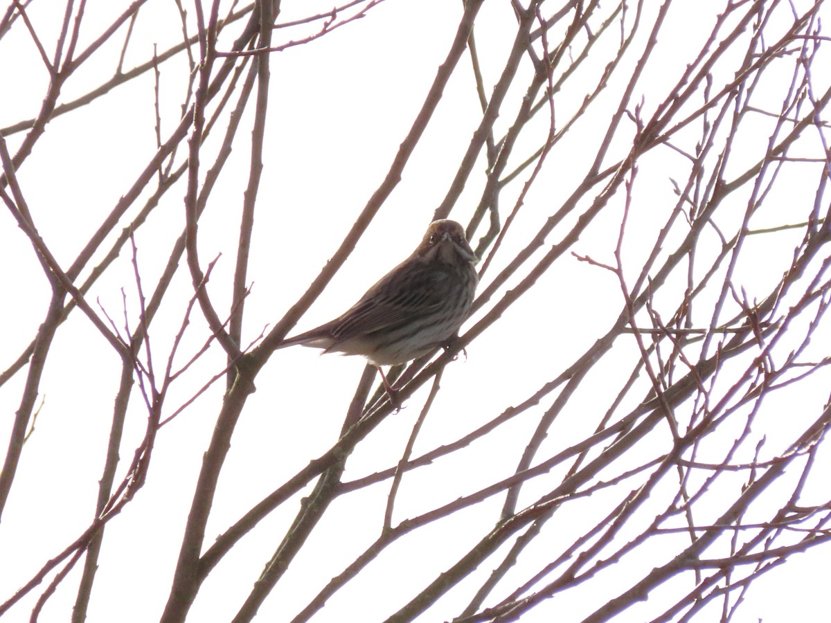 Reed Bunting - ML488616011