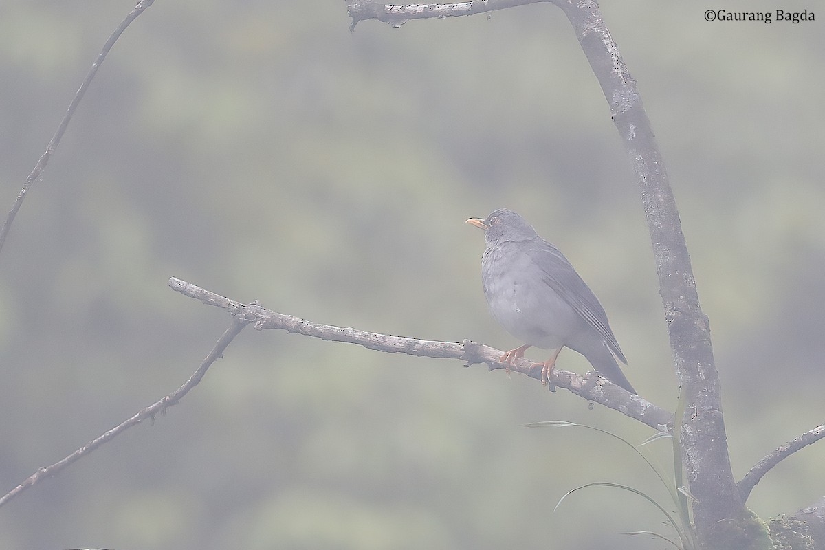 Tickell's Thrush - ML488616111