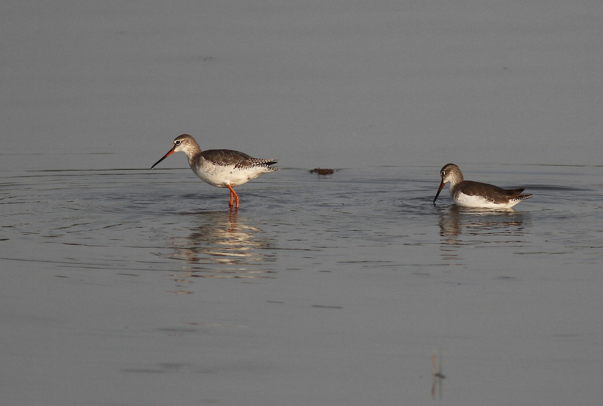 Spotted Redshank - ML488616651