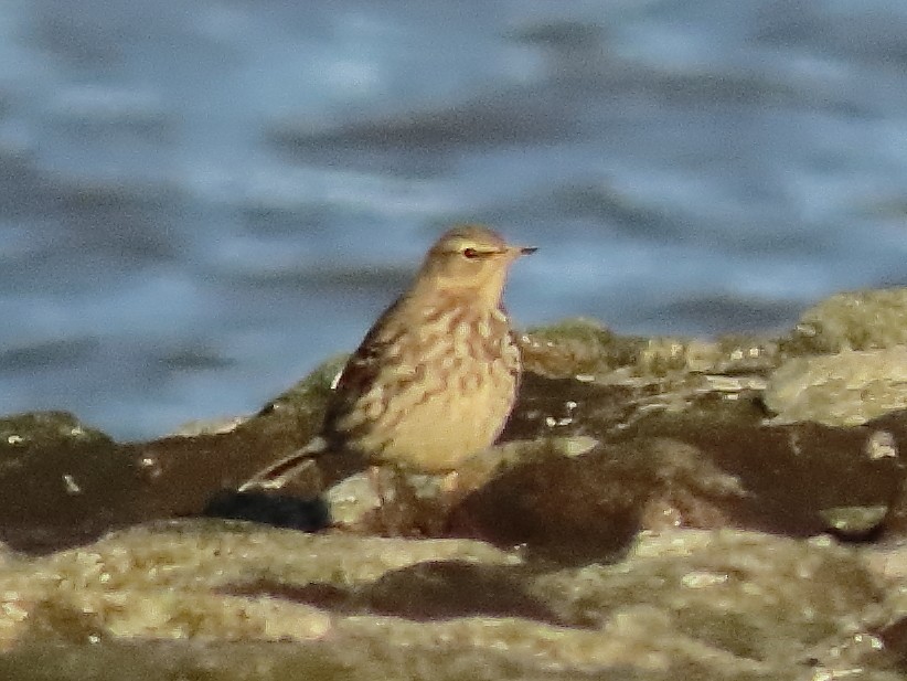 Rock Pipit - ML488617061