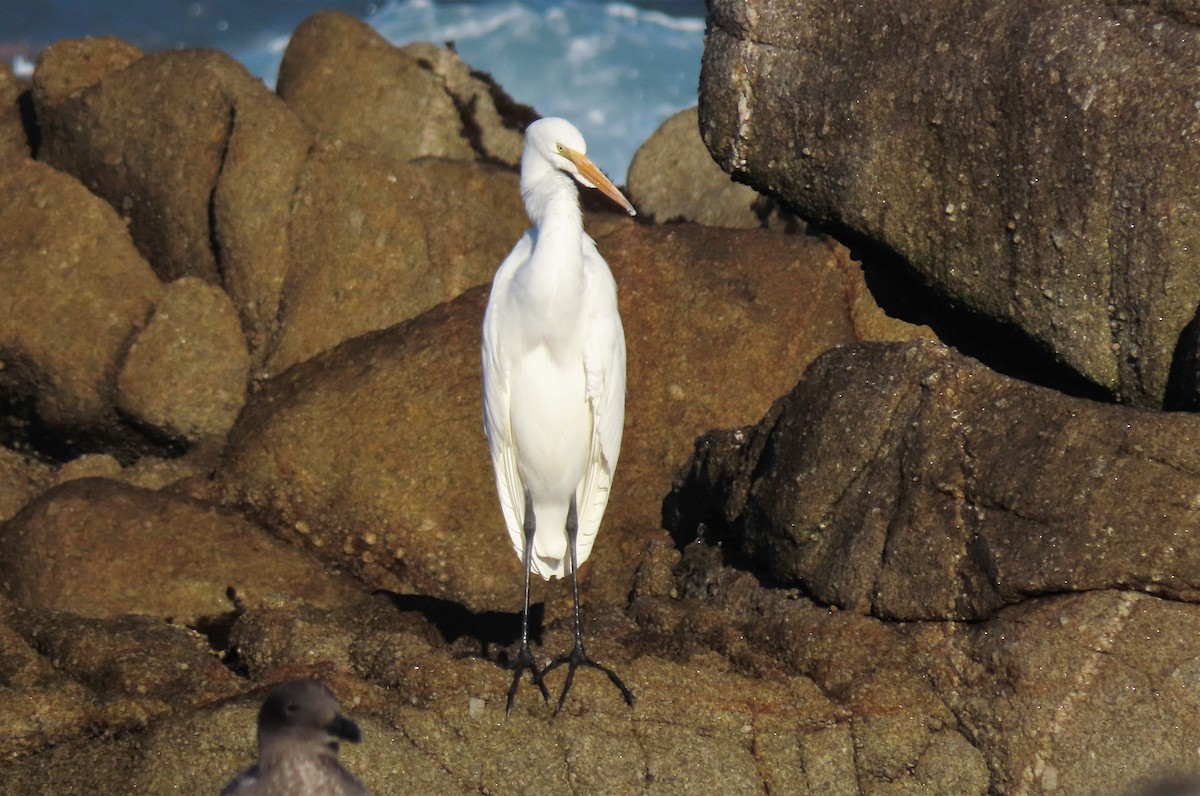 Great Egret - ML488617491