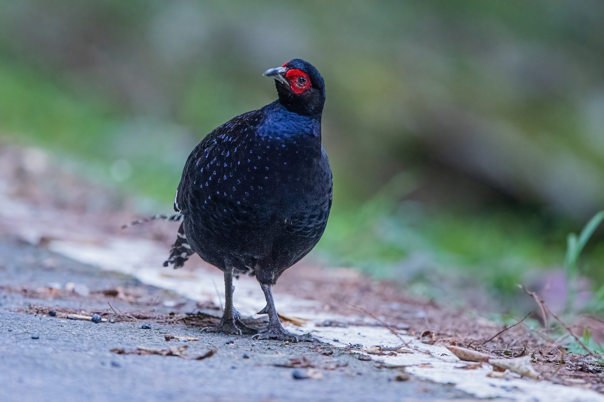 Mikado Pheasant - ML488617921