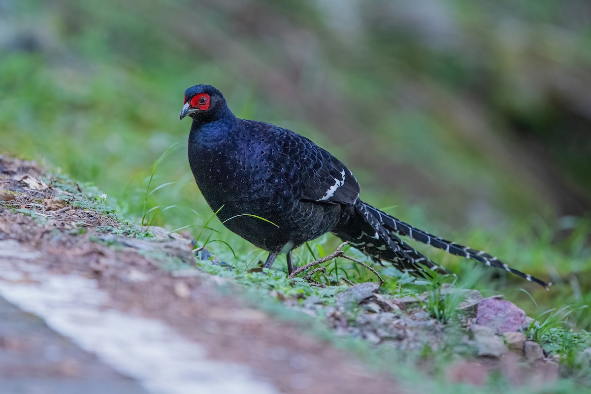 Mikado Pheasant - ML488617931