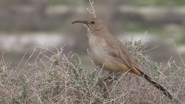 LeConte's Thrasher - ML488618