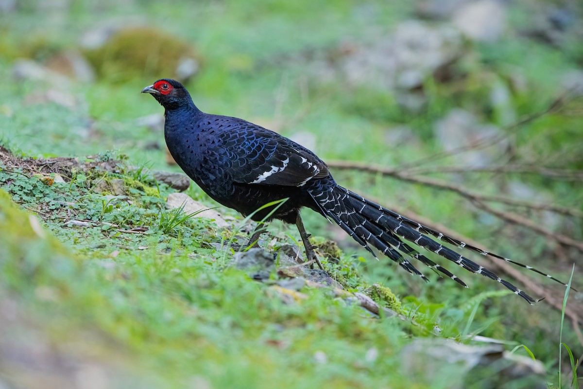 Mikado Pheasant - ML488618371