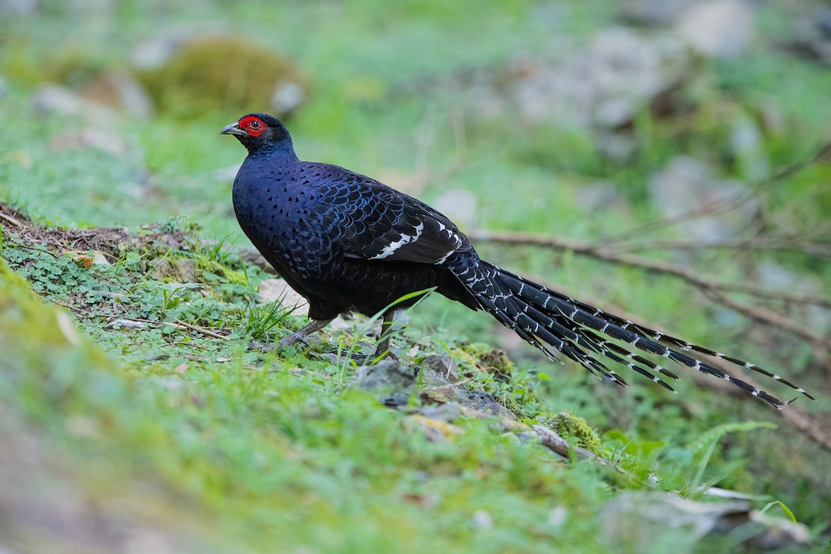 Mikado Pheasant - ML488618381