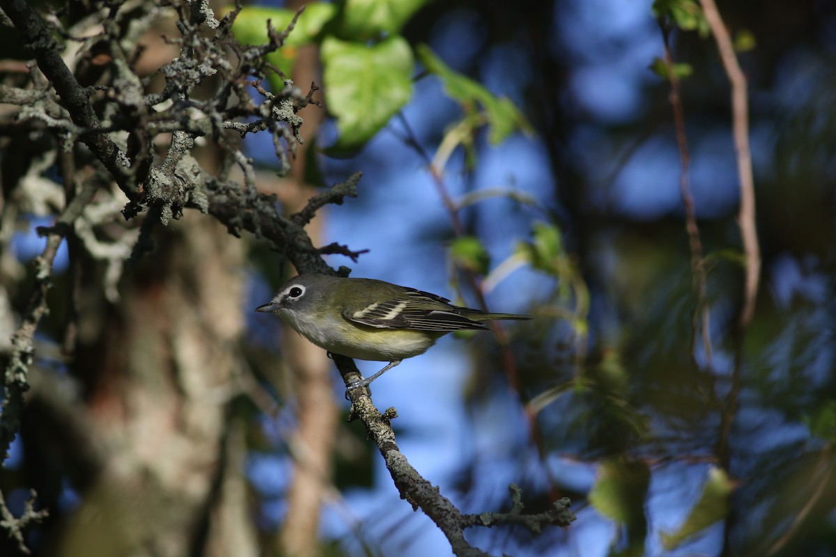 Blue-headed Vireo - Lily Morello