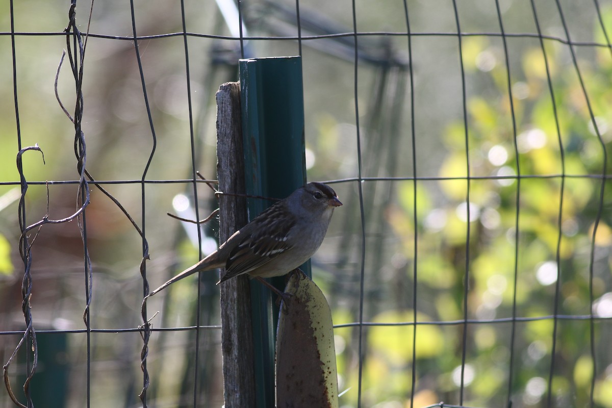 White-crowned Sparrow (Dark-lored) - ML488618531