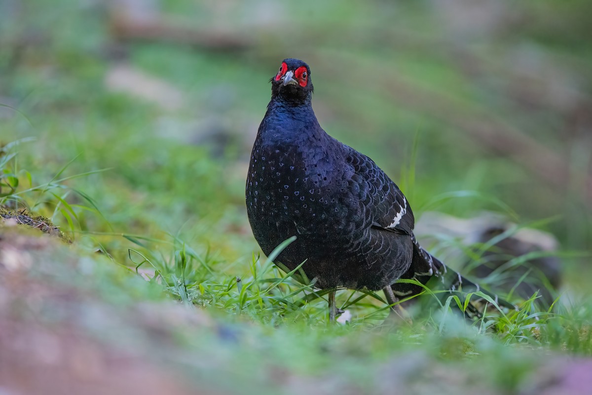 Mikado Pheasant - ML488618581