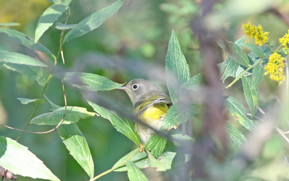 Nashville Warbler - ML488618991