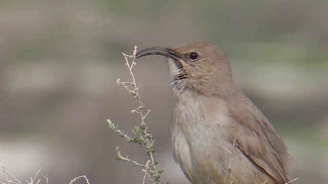 LeConte's Thrasher - ML488619