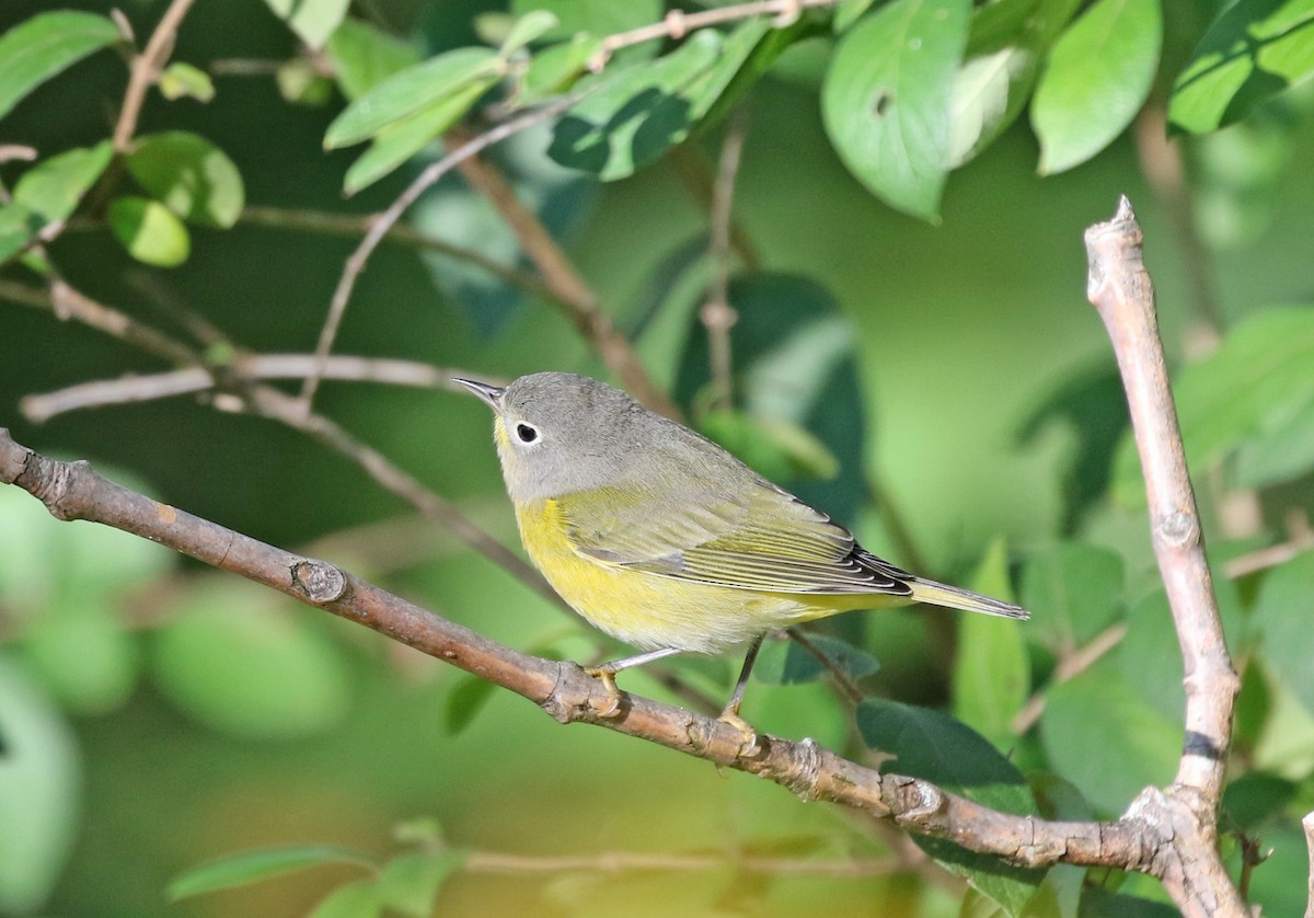 Nashville Warbler - ML488619001