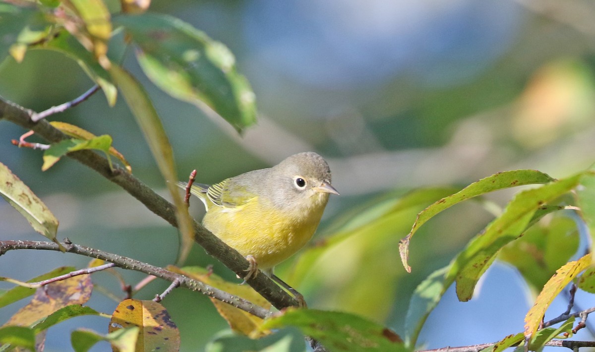 Nashville Warbler - ML488619011