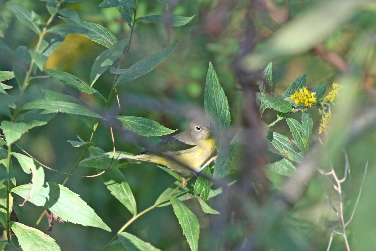 Nashville Warbler - ML488619021